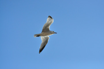 Seagull fly on blue sky