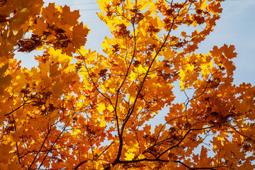 golden autumn, beautiful autumn landscape, bright red, yellow and green trees