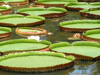 water lily in pond