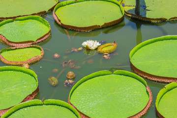 abstract background with water lilies