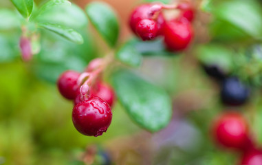 Northern berry, Cranberry,foxberry (Lingonberry), macro.