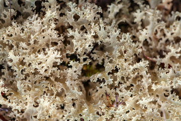 mosses and lichens of tundra, out of focus, blurry, macro