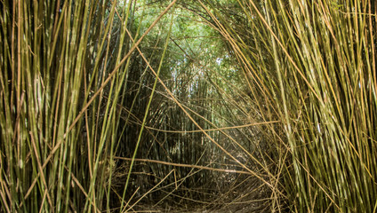 ARCO DE BAMBU