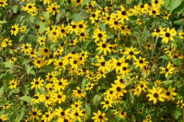 field of yellow flowers