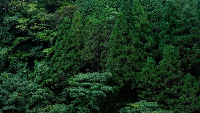 神秘的な森林