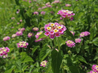 Close up of Lantana camara flowers