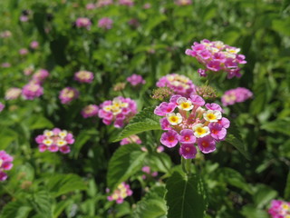 Obraz premium Close up of Lantana camara flowers