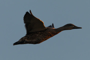 Wild duck flying in last light of the day light, seen in a North California marsh