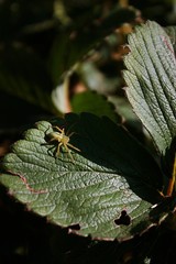 Small yellow spider bug hiding on dark green strawberry leaf in organic home garden