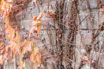 Background with brick wall, autumn leaves, vine, blue berries