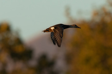 Wild duck flying in last light of the day light, seen in a North California marsh