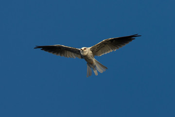 Fototapeta na wymiar Close-up of a young white-tailed kite flying in the wild, seen in beautiful light in North California 
