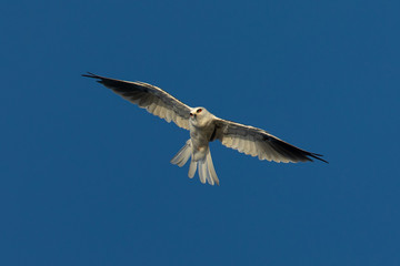 Close-up of a young white-tailed kite flying in the wild, seen in beautiful light in North...