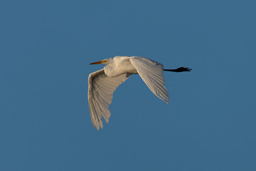 Close up of a great egret in a North California marsh flying in beautiful light