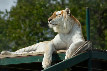 Liger at the animal sanctuary