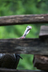 A turkey peaking through a wooden fence.