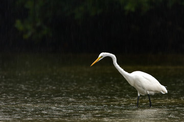 A large white egret hunting for fish in the rain.