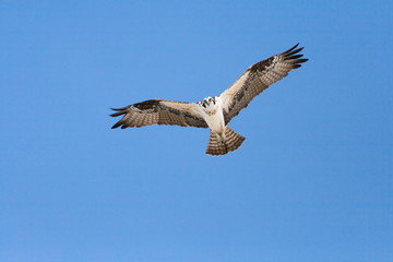 An osprey soars overhead against a blue sky while searching for a meal.