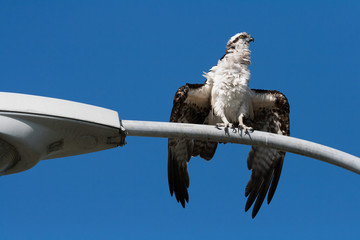 An osprey resting on a lamppost while drying it's feathers in the sun.