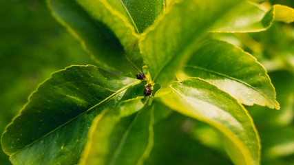 closeup of green leaf