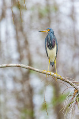 Tricolored heron perching on a branch in Big Cypress National Preserve.Florida.USA