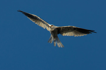 Close-up of a young white-tailed kite flying in the wild, seen in beautiful light in North California 