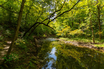 Obraz premium Stream through Waterfall Glen