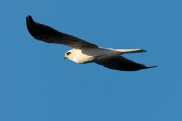 Close-up of a young white-tailed kite flying in the wild, seen in beautiful light in North California 