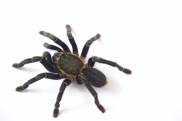 Asian species Tarantula spider  Found in Thailand, the scientific name is 