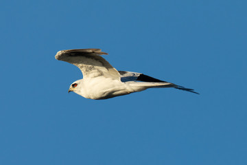 Close-up of a young white-tailed kite flying in the wild, seen in beautiful light in North California 