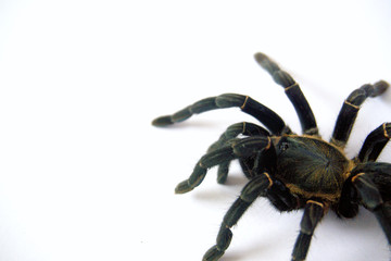Asian species Tarantula spider  Found in Thailand, the scientific name is 