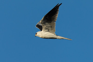 Close-up of a young white-tailed kite flying in the wild, seen in beautiful light in North California 