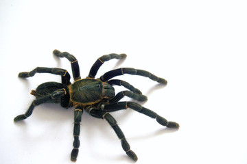 Asian species Tarantula spider  Found in Thailand, the scientific name is 