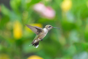 Fototapeta premium Down from the Trees