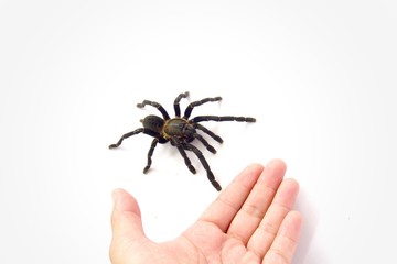 Asian species Tarantula spider  Found in Thailand, the scientific name is 
