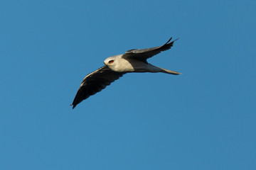 Close-up of a young white-tailed kite flying in the wild, seen in beautiful light in North California 