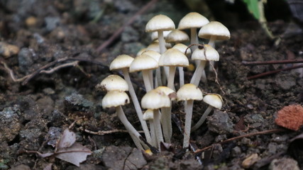 mushrooms 