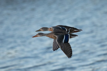 Wild ducks flying, seen in a North California marsh