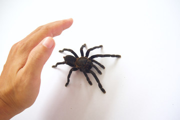 Asian species Tarantula spider  Found in Thailand, the scientific name is 