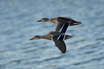Wild ducks flying, seen in a North California marsh