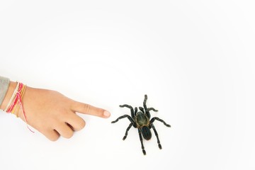 Asian species Tarantula spider  Found in Thailand, the scientific name is 