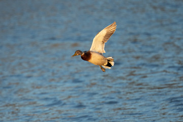 Wild duck landing, seen in a North California marsh