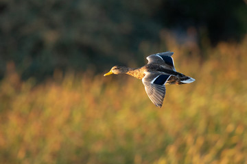 Wild duck flying in last light of the day light, seen in a North California marsh