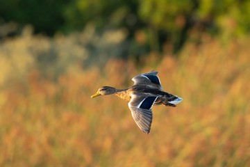 Wild duck flying in last light of the day light, seen in a North California marsh