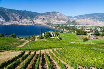 Penticton Okanagan Valley Winery Vineyard