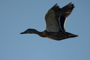 Wild duck flying in last light of the day light, seen in a North California marsh