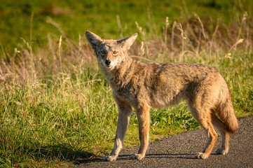 Coyote In Marin Headlands