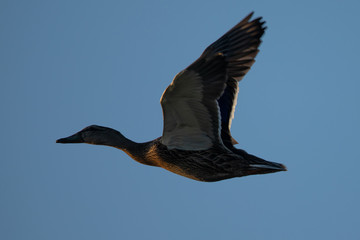 Wild duck flying in last light of the day light, seen in a North California marsh