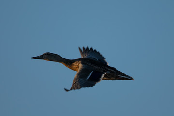 Wild duck flying in last light of the day light, seen in a North California marsh