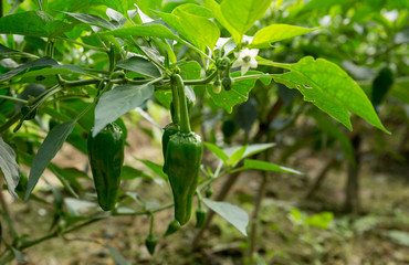 Green chilli pepper plants in growth at vegetable garden